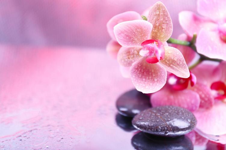 Pijat Panggilan Hotel Solo Surakarta City Central Java ~ Putri Spa. Putri Spa adalah sebuah komunitas jasa kebugaran online dengan pelayanan door to door, mempunyai misi untuk membantu kebugaran customer. Ada bermacam -macam jasa pelayanan di Putri Spamulai dari pijat panggilan tradisional, massage full body, teraphis kesehatan, dan